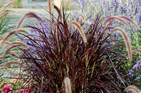 Purple Fountain Grass