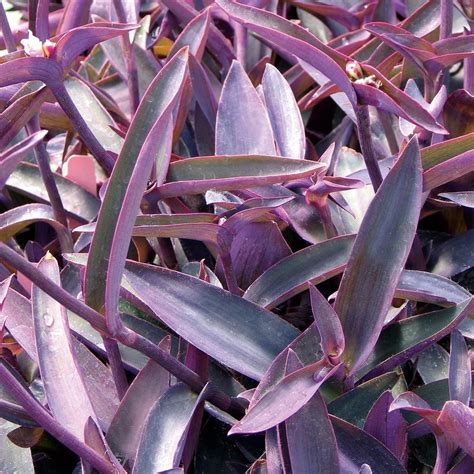 Purple Queen Plant