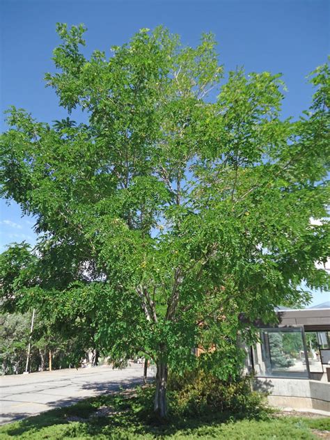 Purple Robe Locust Tree Height Kenton Spinks