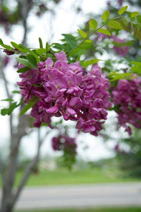 Purple Robe Locust