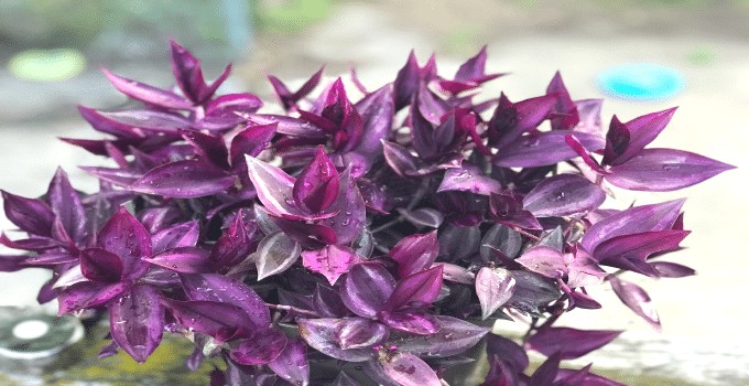 Purple Wandering Jew Care Tips: Thrive Easily