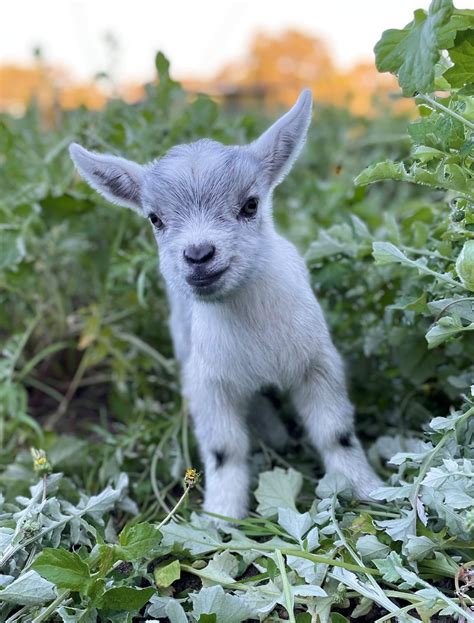 Pygmy Goat For Sale