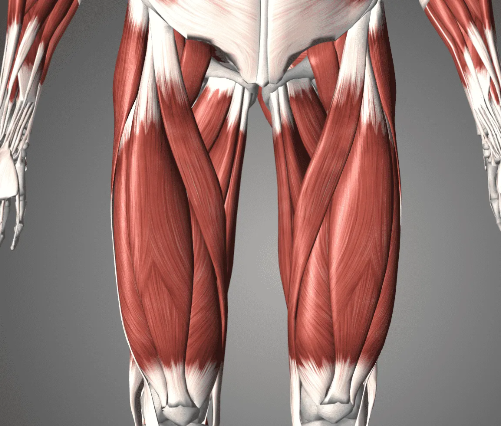 Quadriceps Strain Symptoms