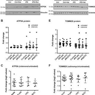 Quantification Of Mitochondrial Protein Levels A Representative