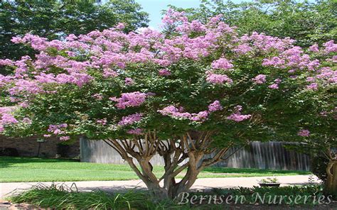 Queen S Crape Myrtle Tree Naples