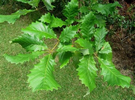 Quercus Michauxii Alchetron The Free Social Encyclopedia