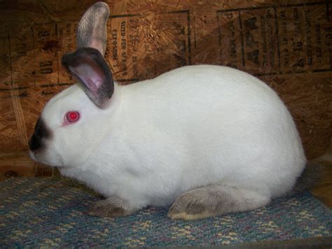 Rabbit Breeders Directory Bunny Rabbits For Sale Near Me