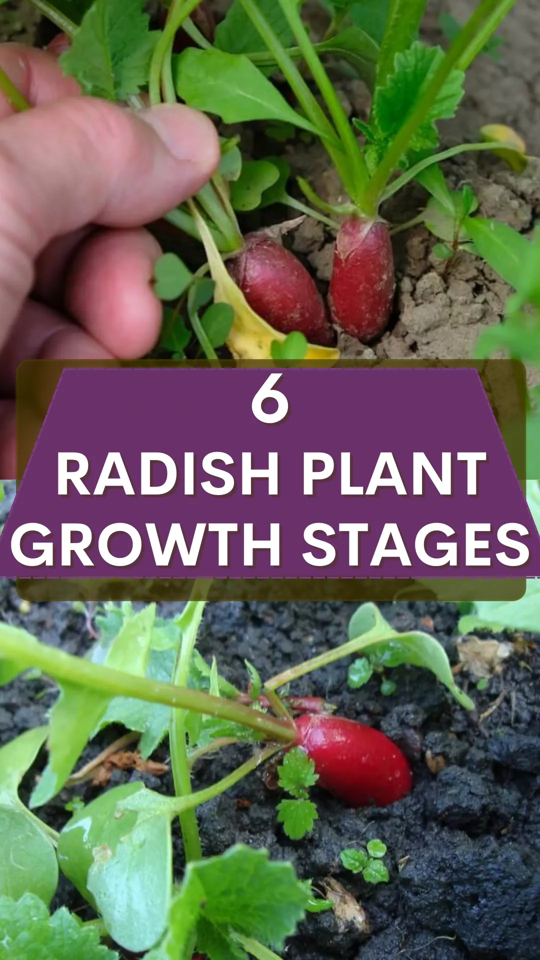 Radish Plant Growth Stages