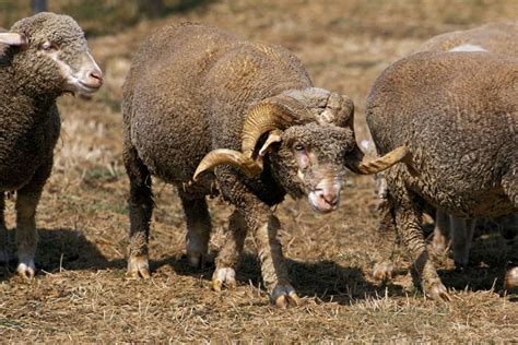 Rambouillet Sheep Breed Information Will This Dual Purpose Breed Suit