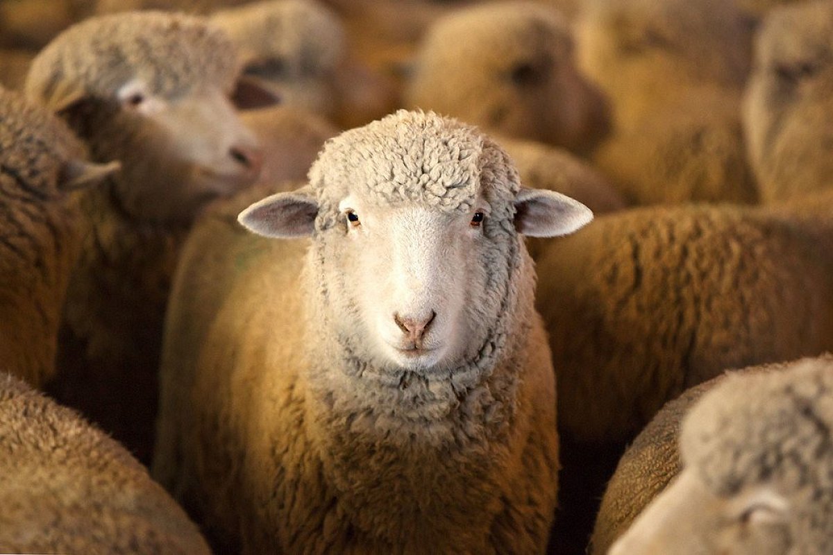 Rambouillet Targhee Sheep Guide: Breeding Tips