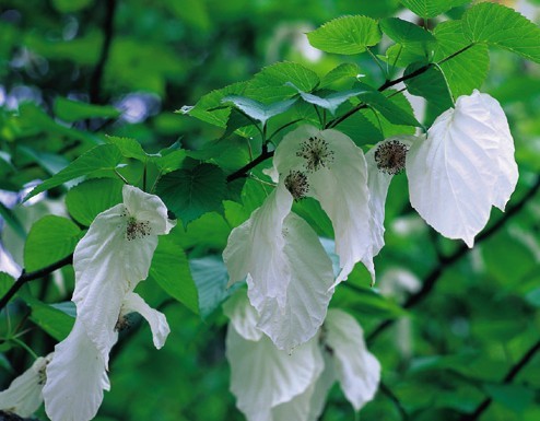 Rare Handkerchief Tree Davidia Involucrata 2 Seed Nuts