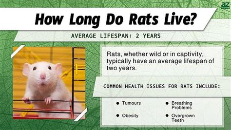 Rat Average Life: Maximizing Your Pet's Years