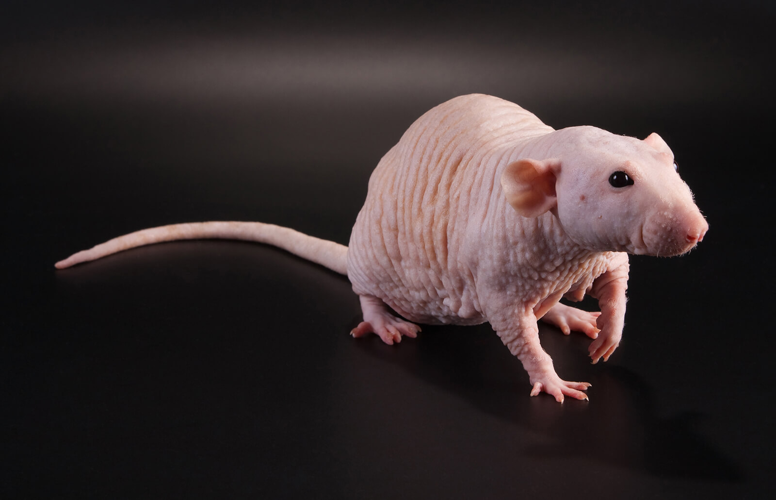 Rat Lifespan Guide: Know Your Pet's Expectancy