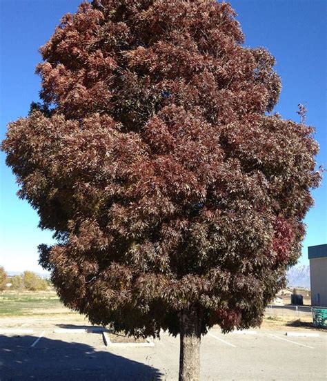 Raywood Ash Tree