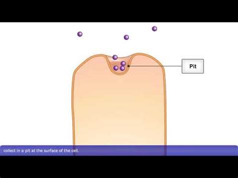 Receptor Endocytosis: Cell Uptake Explained