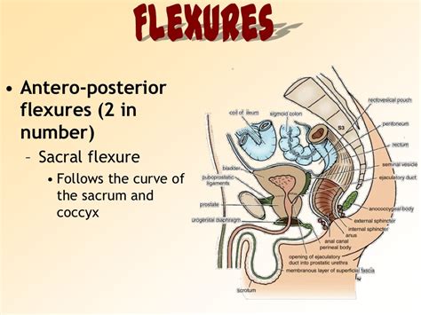 Rectume Anatomy Guide: Detailed Overview