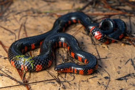 Red Bellied Mudsnake: Habitat And Safety Guide