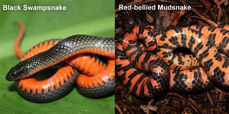 Red Bellied Mudsnake: Identification Tips