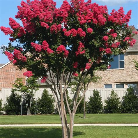 Red Crepe Myrtle: Beautiful Low Maintenance Option