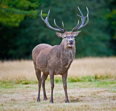 Red Deer