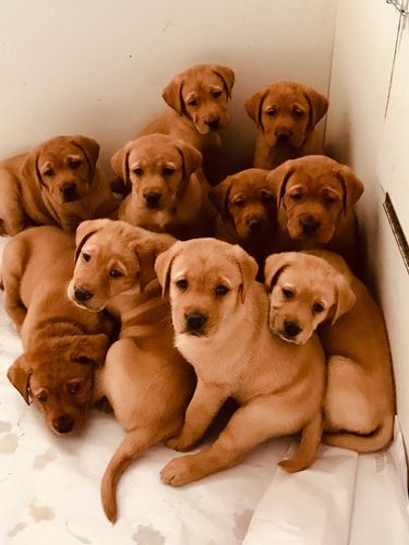 Red English Lab Puppies