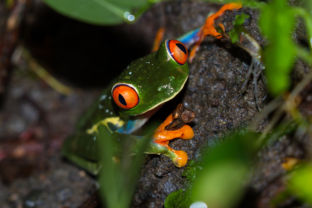 Red Eyed Tree Frog Care Guide Youtube