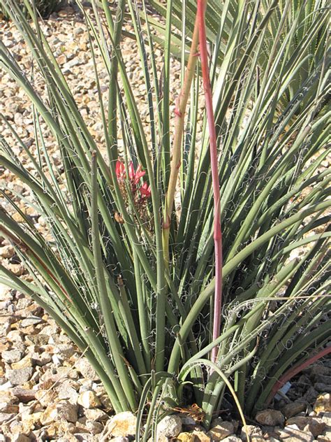 Red Flame Yucca Plant Hesperaloe Parviflora Urban Xeriscape