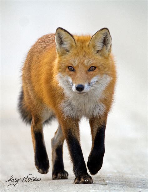 Red Fox Waking Fox Wolf Dog Red Fox