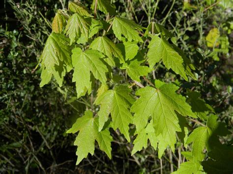 Red Maple South Florida Trees