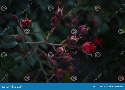 Red Rose Opening Waking Of Nature Stock Image Image Of Cvece