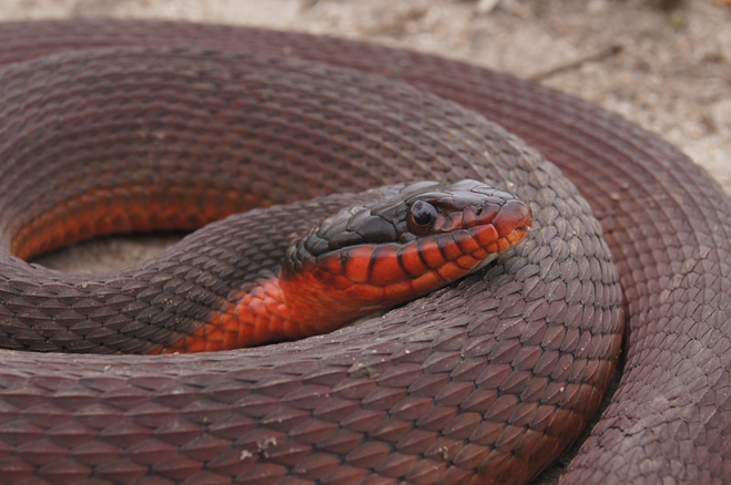 Red Water Snake: Identify And Avoid