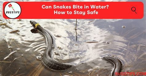 Red Water Snake: Safe Removal Tips