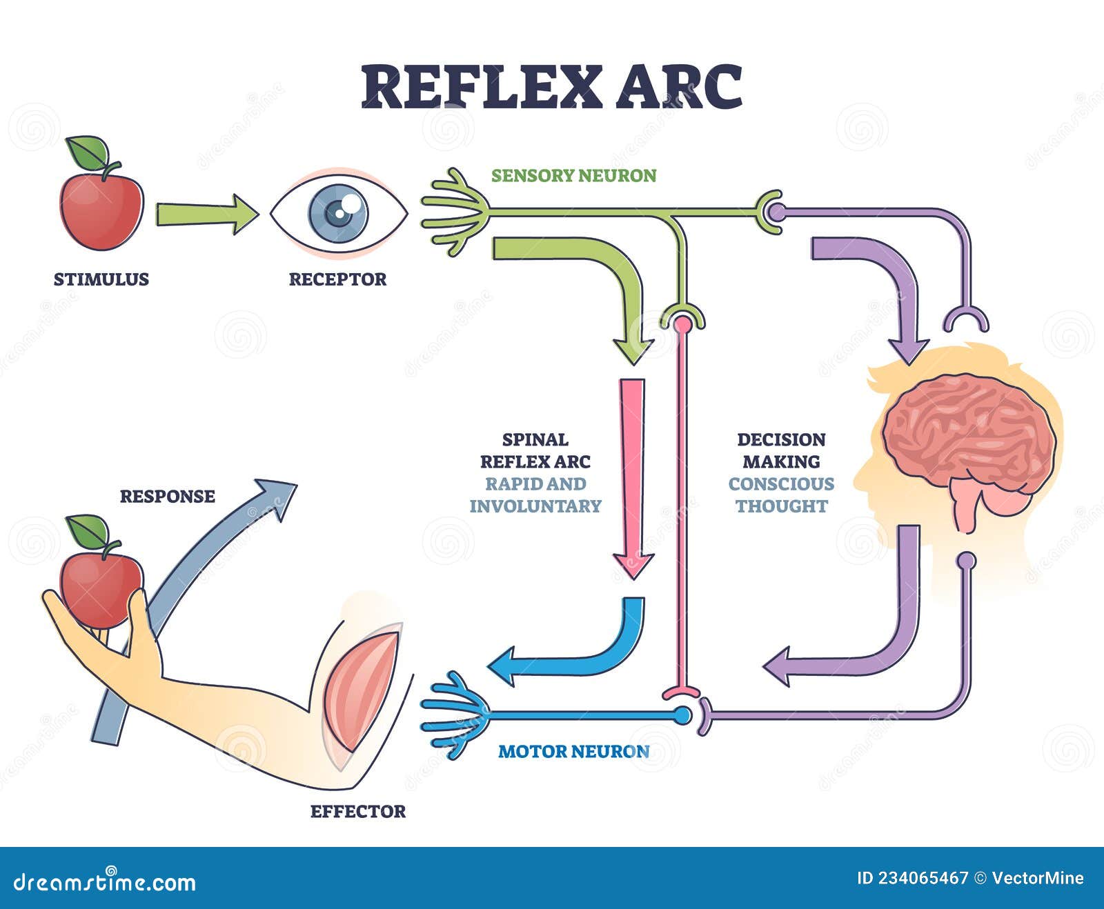 Reflex Arc Diagram Reflex Basis Neurological Neurons Neuron