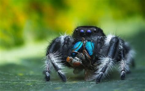 Regal Jumping Spider