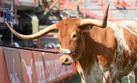 Remember Bevo Vs Uga In 2019 Sugar Bowl Incident Texas Longhorns