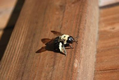 Repair Carpenter Bee Damage Extreme How To