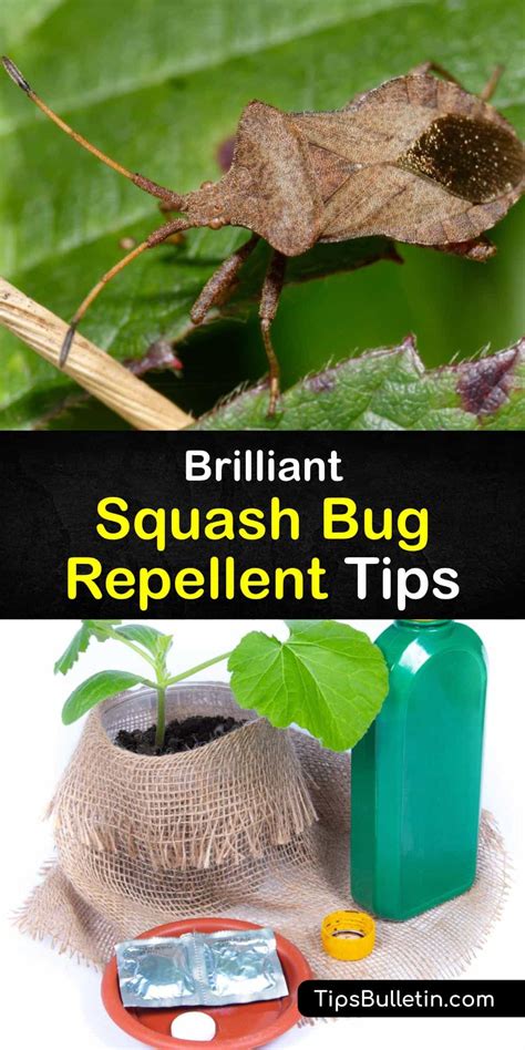 Repelling Squash Bugs Quick Tricks For Deterring Squash Bugs