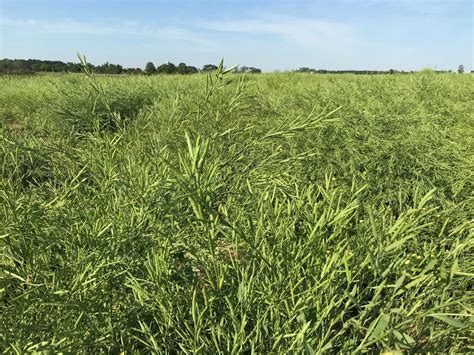 Research Supports Carinata Carbon Savings Potential Between Primary