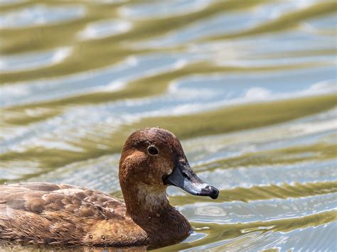 Rh Speirs Photographer Bridlewood Wetlands Park Calgary Alberta