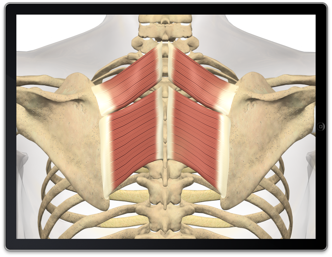 Rhomboid Muscle Exercises