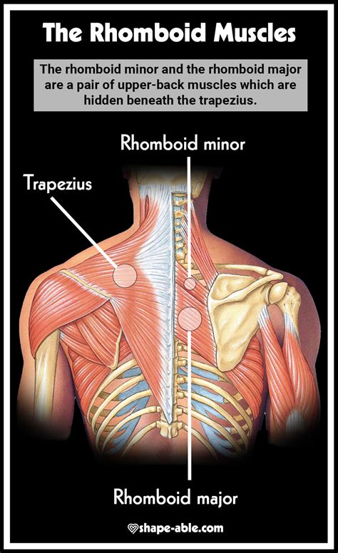 Rhomboid Workout Guide: Better Posture