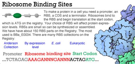 Ribosome Binding Site About Parts Igem Org