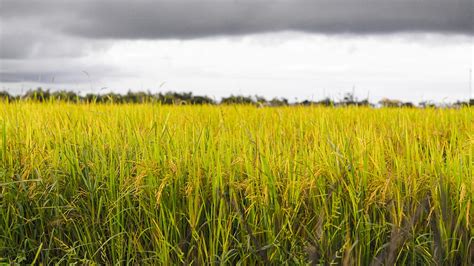 Rice Paddies Agriculture Free Photo On Pixabay Pixabay