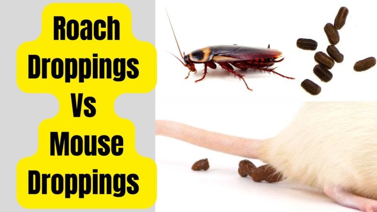 Roach Droppings Identification: Health Risk Guide