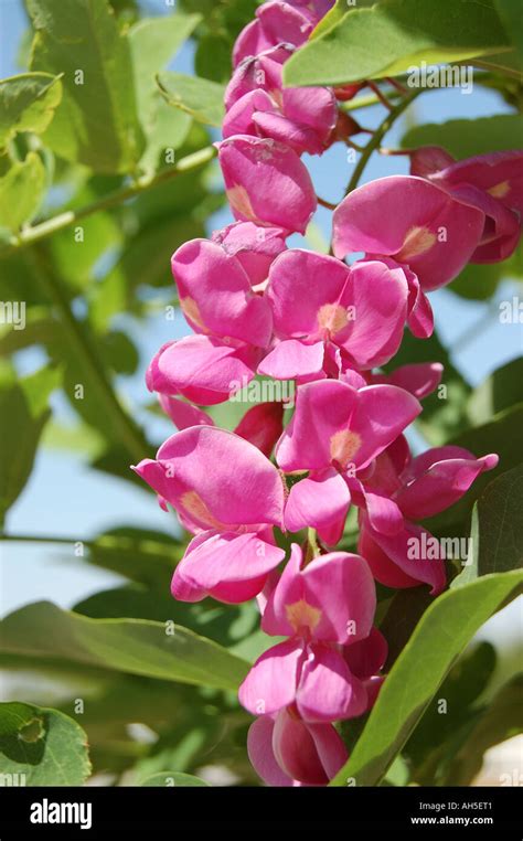 Robinia Pseudoacacia Purple Robe Locust Blossoms Stock Photo Alamy