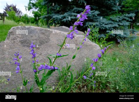 Rocky Mountain Penstemon In Golden Colorado Stock Image Image Of