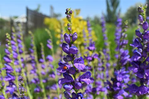 Rocky Mountain Penstemon