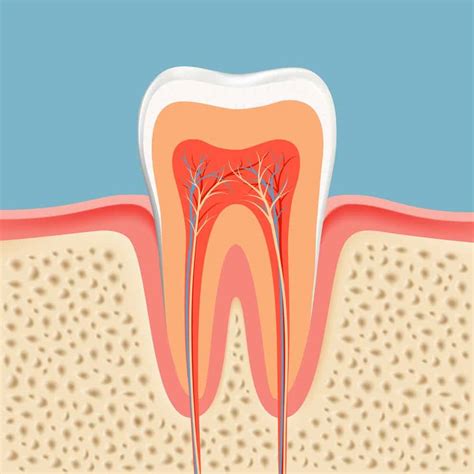 Root Of Teeth