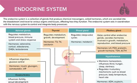 Rosh Review Endocrine System Nursing Cushings Syndrome Medical