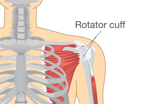 Rotator Cuff Healing Guide